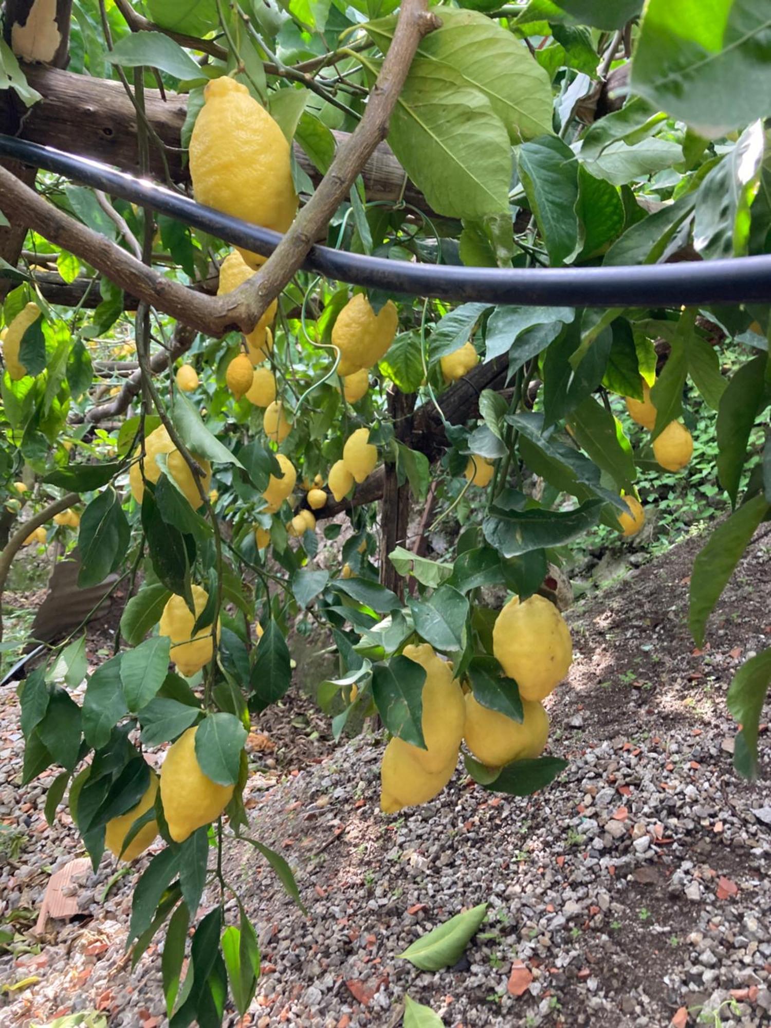 B&B I Limoni Ravello Zewnętrze zdjęcie